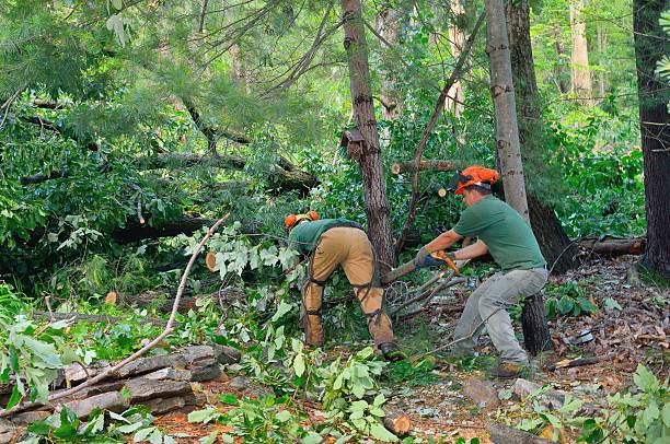 Leaf Removal in Watkins Glen, NY